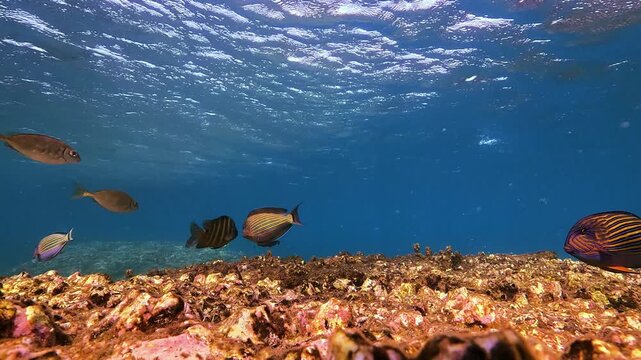 A school of colorful Surgeon exotic fish swims gracefully over a living coral reef bottom