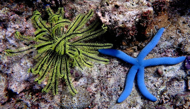 Philippines sea life