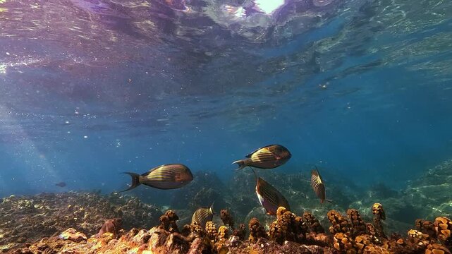 A school of colorful Surgeon exotic fish swims gracefully over a living coral reef bottom