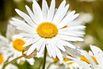 Fototapeta premium Environment, garden and daisy with flowers in nature for landscape, countryside and leaves. Spring season, botany and eco friendly with plants outdoor for blossom, sustainability and foliage