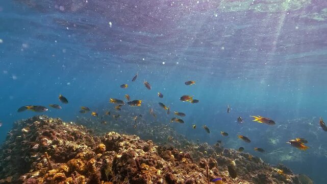 A lively school of colorful fish gracefully swims above rocky formations in the clear blue depths of a tropical ocean. This captures marine life thriving in its natural underwater habitat