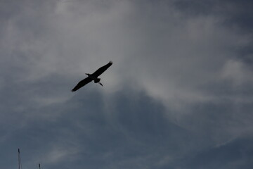 Fototapeta premium birds in flight