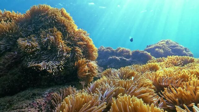 Underwater view captures vibrant anemones with their polyps swaying gently in a tropical coral reef. Small fish swim nearby, plankton drifts through the clear water during a sunny day snorkeling