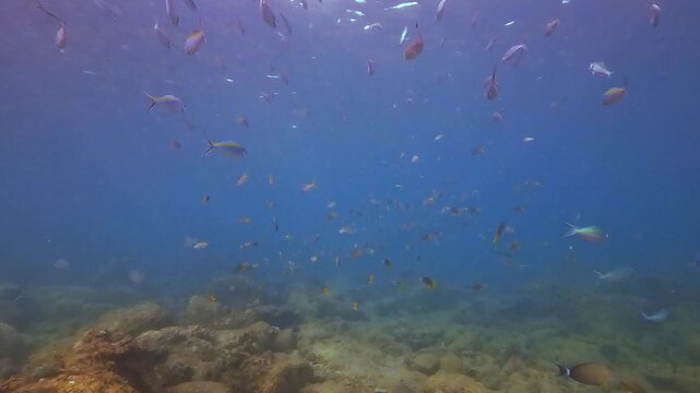 Many colorful fish swim in a lively school around rugged rock formations on a vibrant reef. Sunlight beams illuminate the clear blue water as the marine life explores its natural undersea habitat