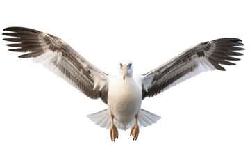 Obraz premium Albatross flying seagull animal.