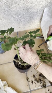Podando con tijera podadera planta geranio en maceta de jardiner&iacute;a y mantenimiento