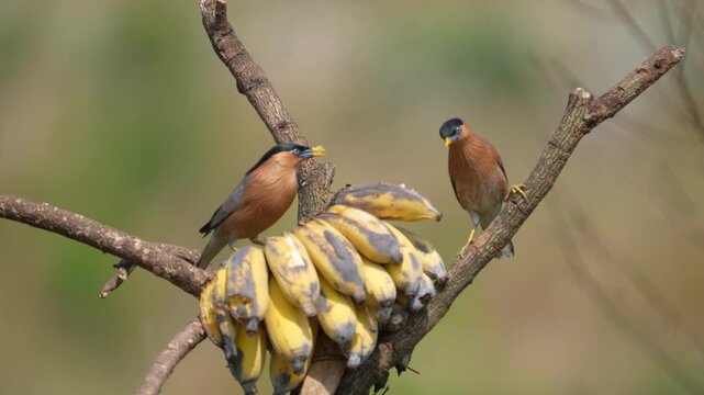 Brahminy Starling is a superb looking bird at close range. beautiful bird Brahminy Starling, eating a ripe banana ,take of Thailand