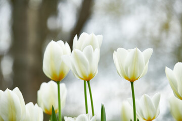 Fototapeta premium Floral, flowers and white tulips in nature for spring aesthetic, decoration and growth in garden. Sustainability, background and closeup of petals, blossom and bloom for natural environment outdoor