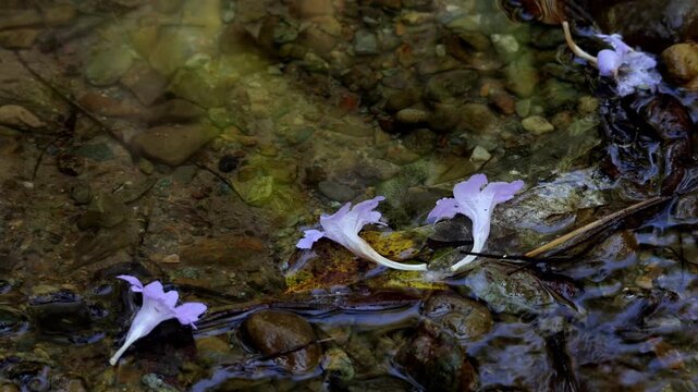 Real time closeup footage capturing sticky coneflowers (Strobilanthes glutinosus) falling onto the surface of a flowing mountain stream during a cold winter morning in Himachal Pradesh, India.