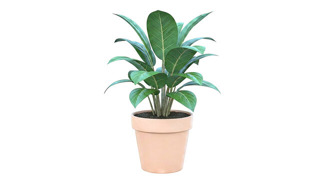 Ficus Audrey Potted Plant