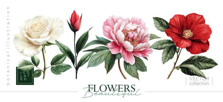 Discover Beautiful Vintage Floral Illustrations with stunning Roses, Peonies, and Hibiscus. Illustrations in the style of vintage painting and botanical illustration, Vectorized gouache illustrations.
