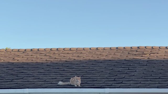 A light ginger cat sits on a rooftop of a house in a neighborhood in the suburbs of Cape Town