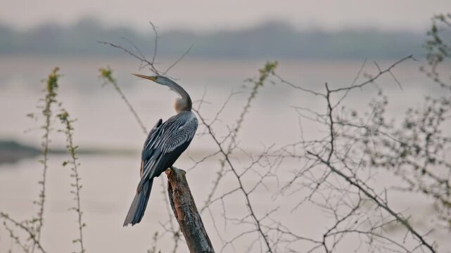 snakebird standing on tree stump with open wings showing typical feather drying behavior near water body.