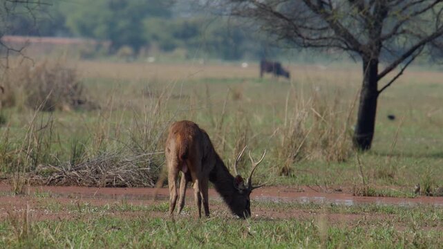 Barasingha stag calmly grazing in open marshy plain during daylight.