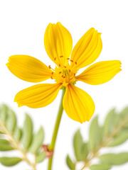 Obraz premium Madder, yellow Flower isolated on white background.close up.