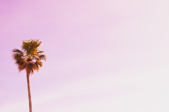 Lone palm silhouette stands against a soft pink sunset sky. Pastel gradient clouds and tropical leaves create a dreamy minimalist background for luxury summer branding
