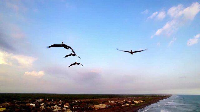 Aerial tracking shot following seabirds flying parallel to the coastline in Tenerife with ocean and coastal landscape below.