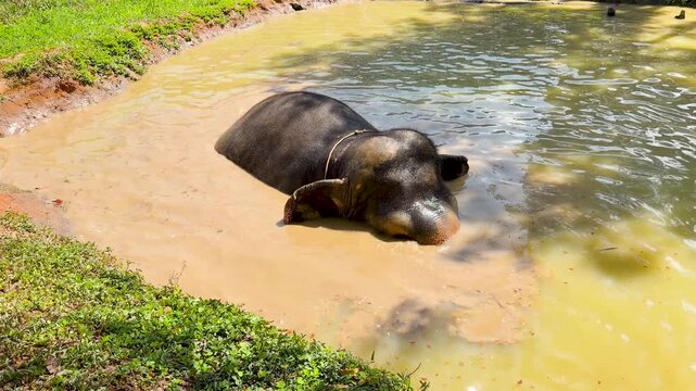 Asian Elephant Bathing and Playing in Muddy Water at Phuket Sanctuary