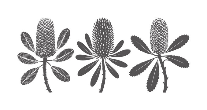 Three dark grey banksia flowers with serrated leaves white botanical flora plant