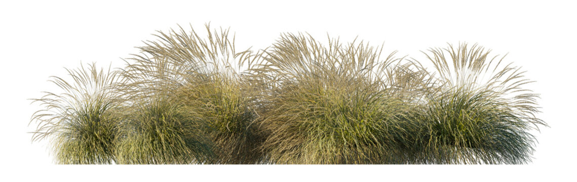 Festuca mairei clump grass (atlas fescue, moroccan fescue) isolated PNG on a transparent background premium nature cutout