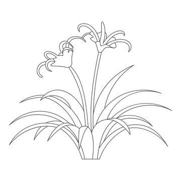 Beach spider lily plant with long narrow leaves and delicate flower.eps