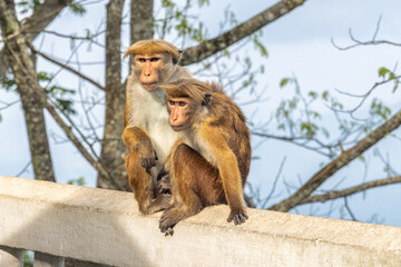 Obraz premium Two monkeys, an adult and a young one, perch together on a concrete wall outdoors. Ambuluwawa Tower, multi-religious temple complex located in Gampola, in Sri Lanka.