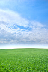Obraz premium Field, grass and countryside with blue sky in nature for environment, landscape and botany. Sustainability, spring season and meadow with plants outdoor for ecology, destination and growth space