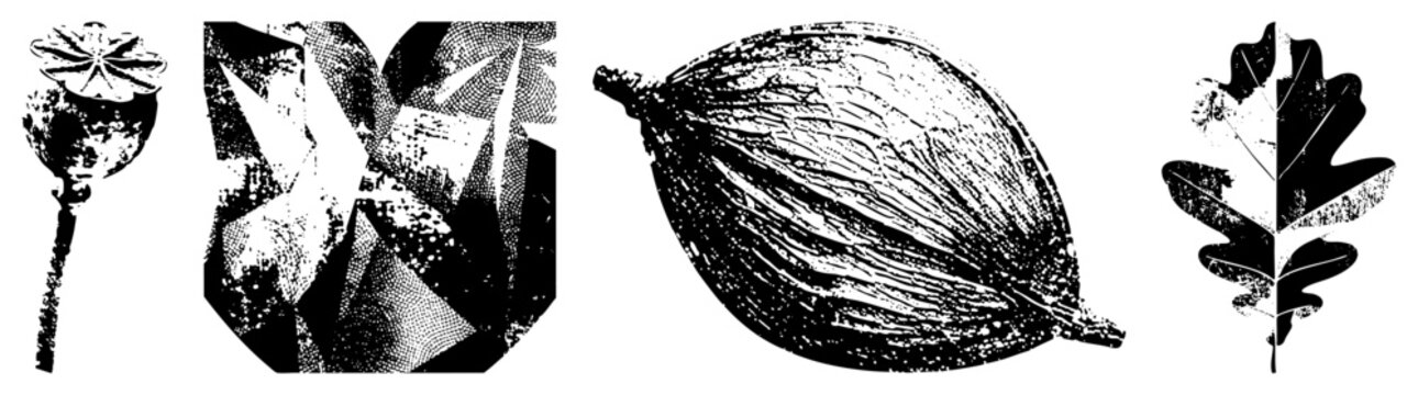 Poppy head, abstract leaf, fig like fruit, oak leaf rendered in high contrast halftone, vector art, nature motifs, graphic design elements.