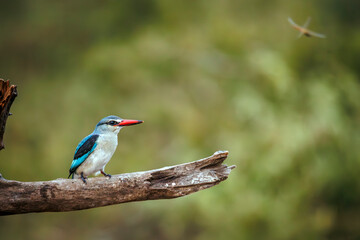 Woodland kingfisher standing on a log watching a bug isolated in natural background in Greater Kruger National park, South Africa ; specie Halcyon senegalensis family of Alcedinidae