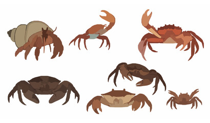 Marine crab vector icon collection in solid style featuring king, hermit, fiddler, spider, mud, and shore crabs for educational and scientific use © Sabbir