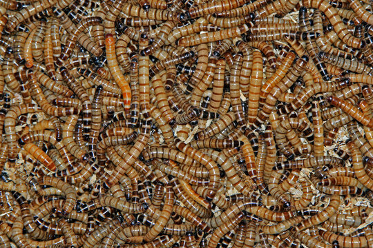 Dense Close-up of Mealworm Larvae (Tenebrio molitor)