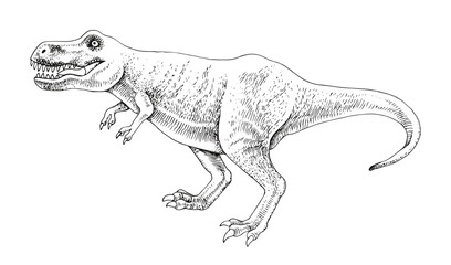 Tyrannosaurus rex hand drawn vector illustration © Marina Gorskaya