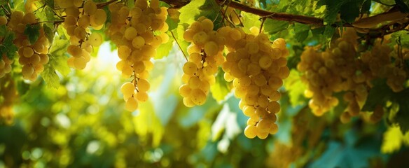 Naklejka premium The Grapes Hanging in a Sunlit Vineyard with Lush Leaves and Warm Bokeh