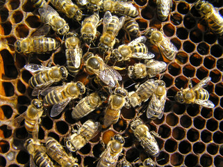 Working bees look after their queen. Queen Bee is always surrounded by working bees &ndash; her servant.