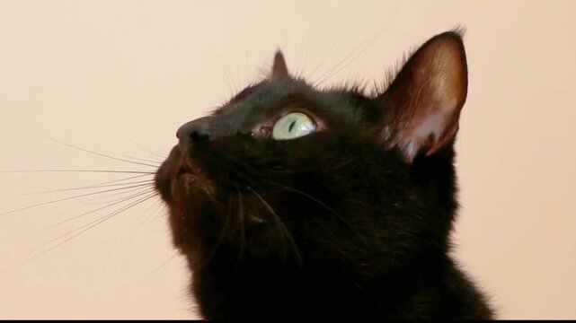 Stunning black kitten with glowing emerald eyes exhibiting curious behavior while looking up at a toy or treat.