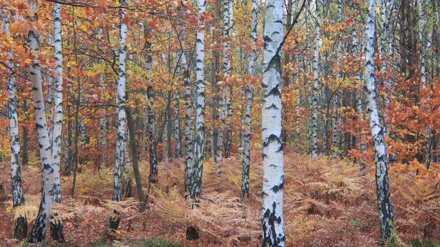 white birch tree trunks in an autumn colorful forest with ferns moving in the wind