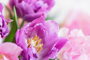 Obraz premium spring greeting background with pink and purple flowers. Romantic spring floral composition perfect for Mothers Day, greeting cards, weddings, and feminine design themes.