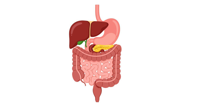 Diagram of the human digestive system with liver, stomach, pancreas, and intestines
