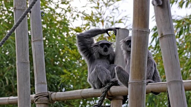 Silvery gibbon, Hylobates moloch. The silvery gibbon ranks among the most threatened species.