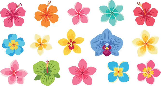 Colorful flowers tropical hibiscus plumeria