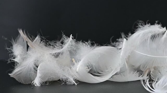 swan fluff on a black background