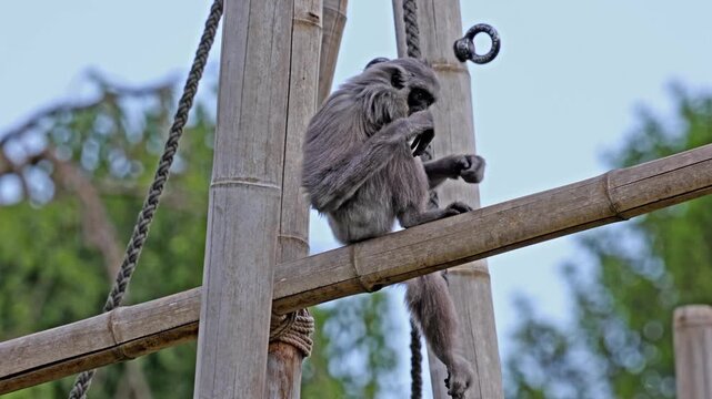 Silvery gibbon, Hylobates moloch. The silvery gibbon ranks among the most threatened species.