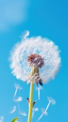 Fototapeta premium Dandelion flower plant nature.