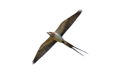 Fototapeta premium A large bird soars through the air with outstretched wings flying high