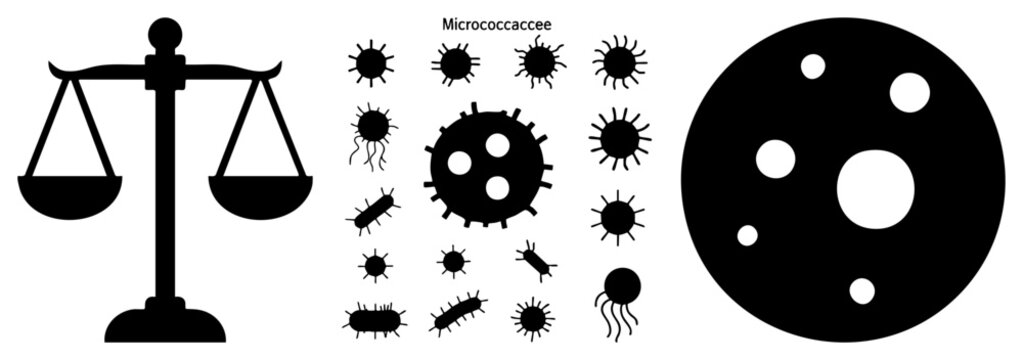 Micrococcus bacterial colony, scientific microbiology, justice scales symbol, black vector graphic, lab culture plate, microbiology research, forensic science visual.