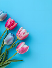 Obraz premium Fresh pink and blue tulips are neatly arranged against a light blue studio background, creating a vibrant spring floral arrangement with soft lighting