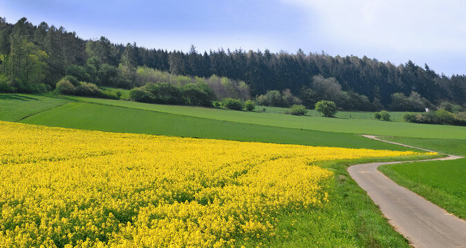 Rapsfeld im Fr&uuml;hling, 