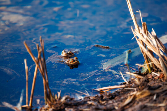 A toad swimming in the water in spring during spawning season. Common toad or European toad (Bufo bufo).