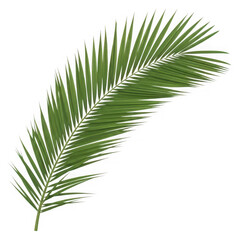 Obraz premium A single branch of green palm fronds with elongated leaves extending gracefully
