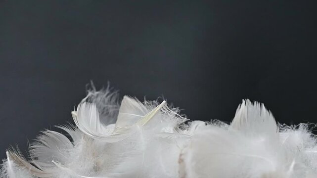 swan fluff on a black background